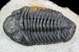 Bargain, Pedinopariops Trilobite - Mrakib, Morocco #110677-2